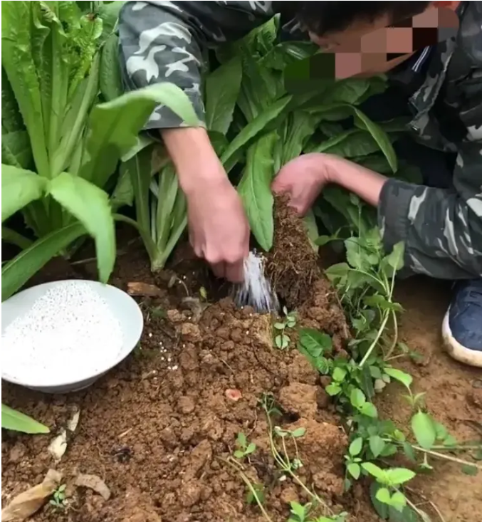 男子给自家菜地施肥