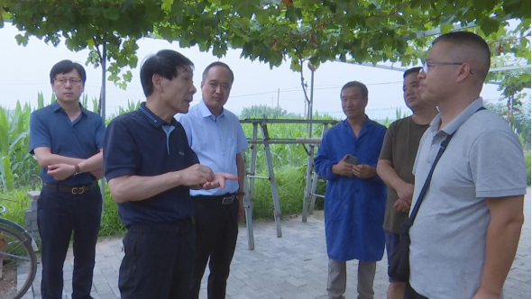 县委书记苏少敏在枣林镇调研农业产业发展情况