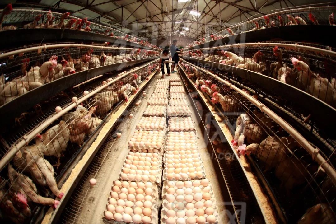 论畜禽养殖废弃物资源化利用技术(1)