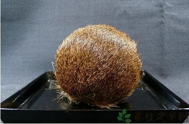 「豫健中医」医眼看《红楼》:冰片麝香皆良药