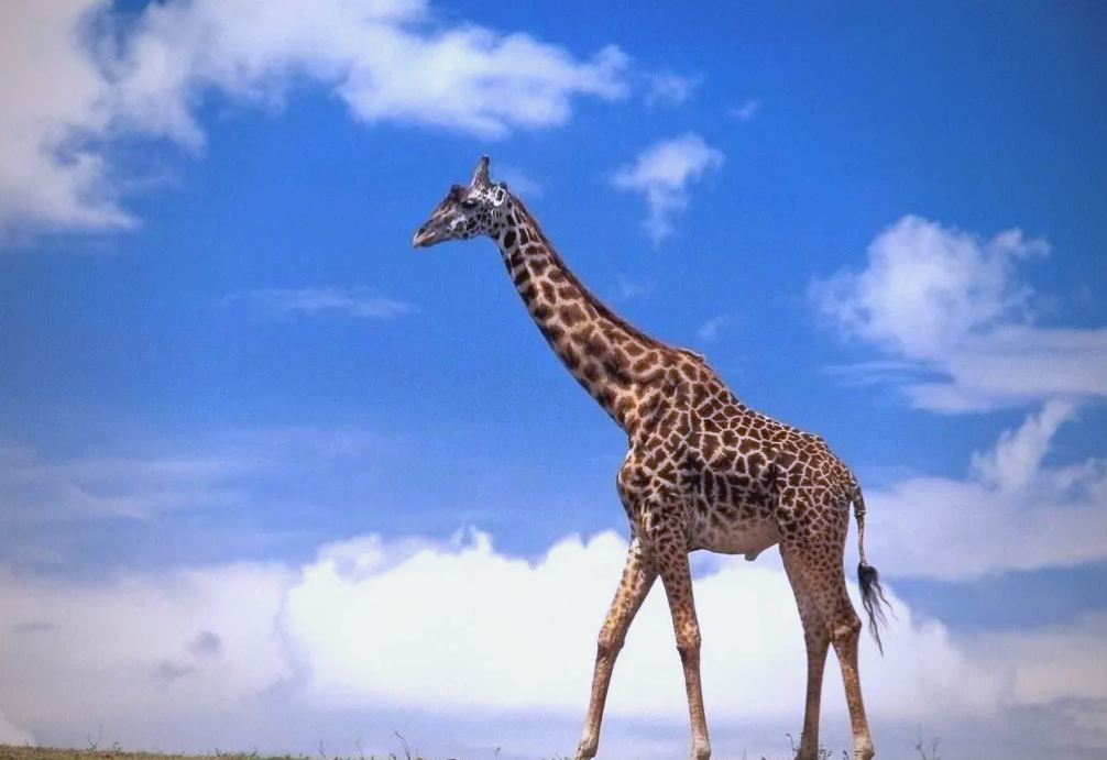 长颈鹿:非洲的独特哺乳动物