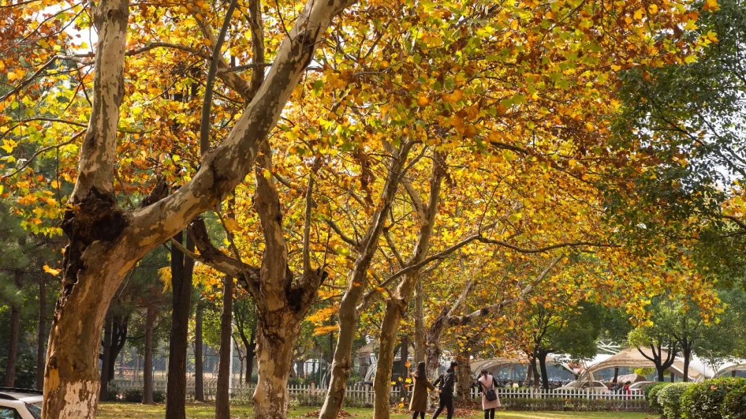 中国禾火口十图鉴