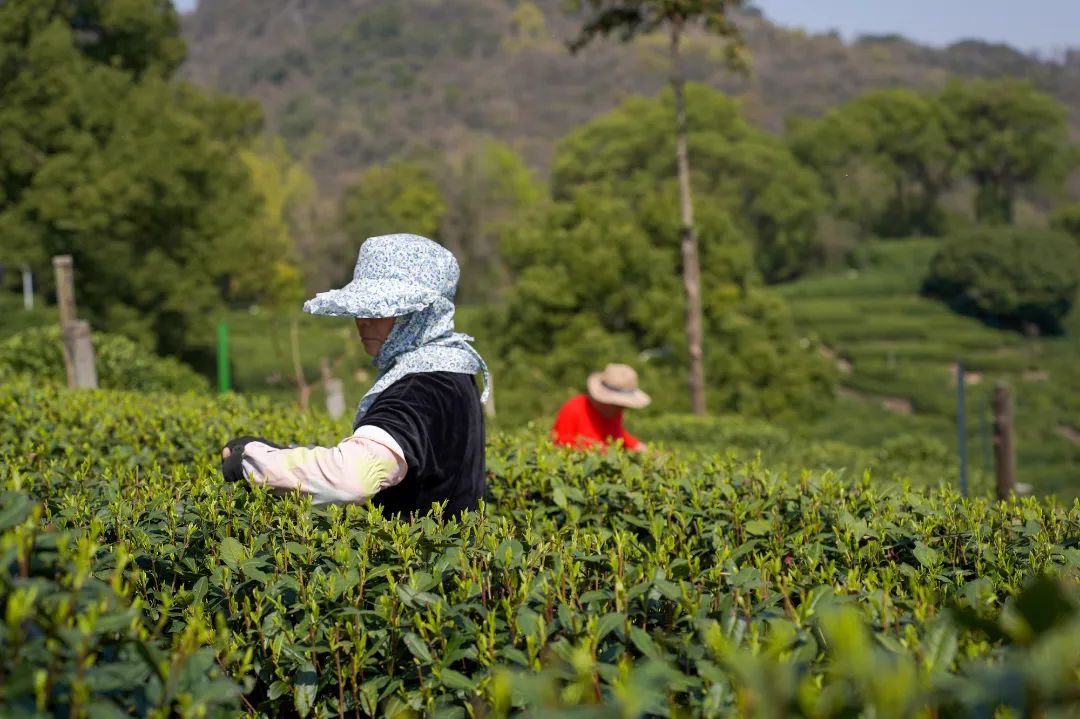 满觉陇"御唐"第五代传人,唐亚飞家的茶山就坐落在西湖龙井核心产区之
