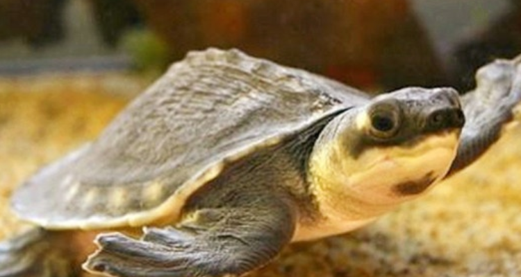 圆澳龟能长多大