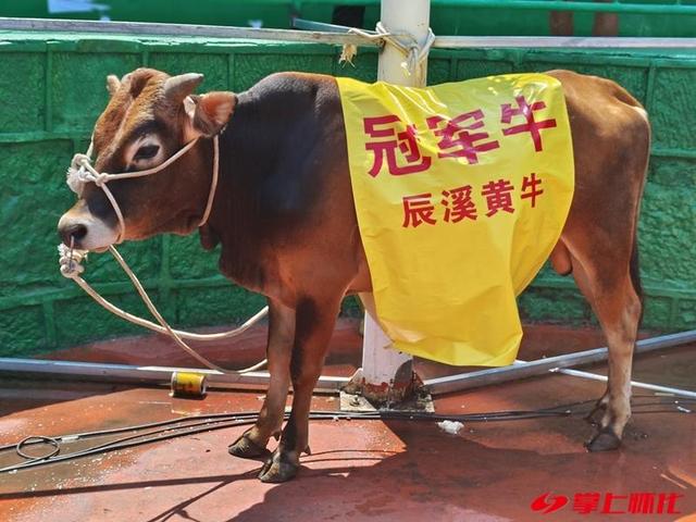 冠军牛提前露"脸"