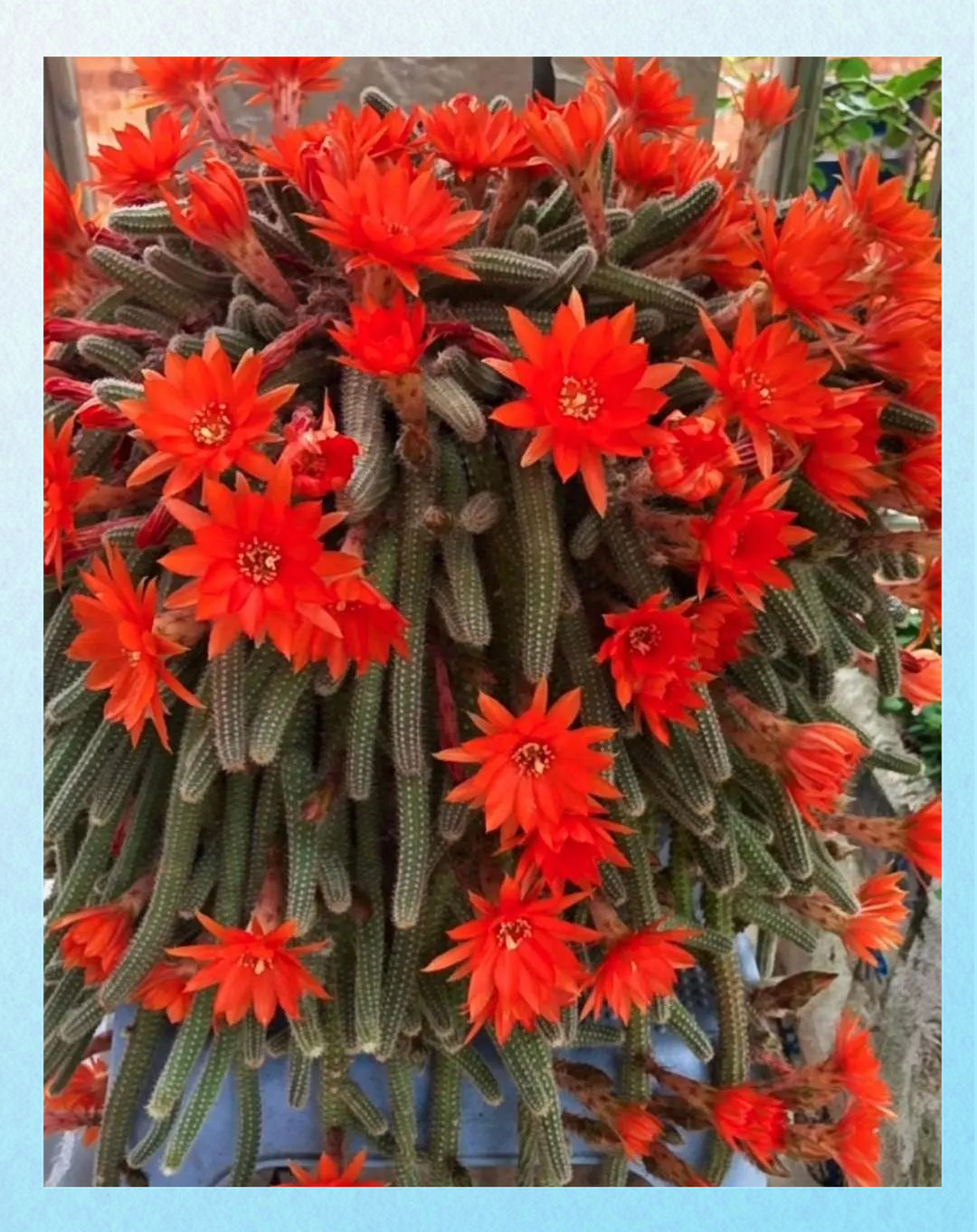 浙江多肉植物阳台盛开,白檀仙人指展现美丽花朵