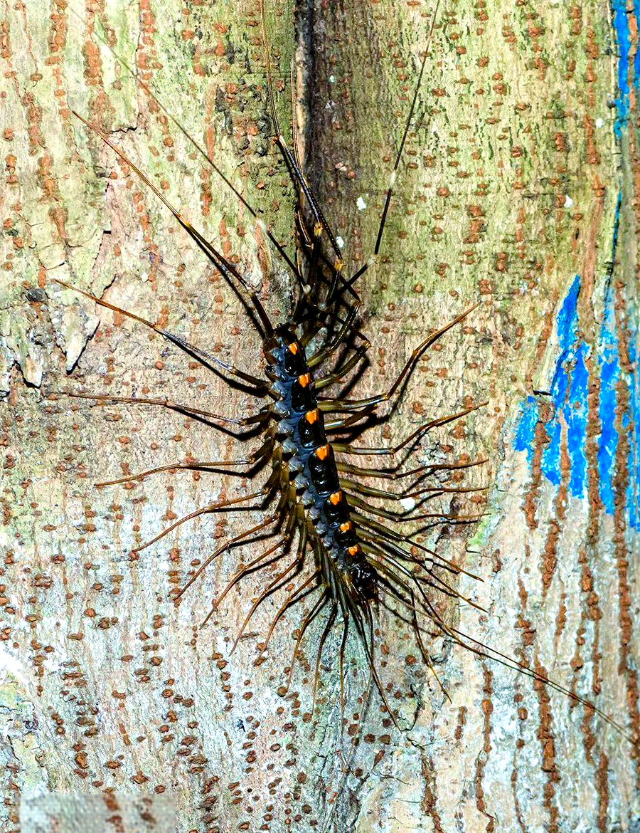 地蜈蚣目:这一类地蜈蚣拥有27至191对步足,足体节数量最多,因此在