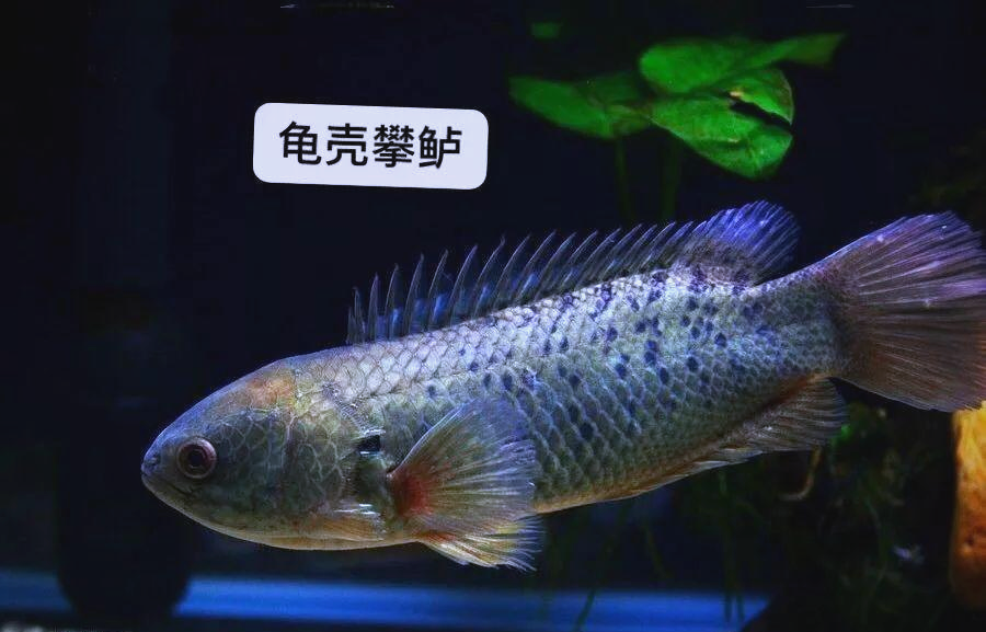 龟壳攀鲈的魅力:生存力与繁殖能力详解