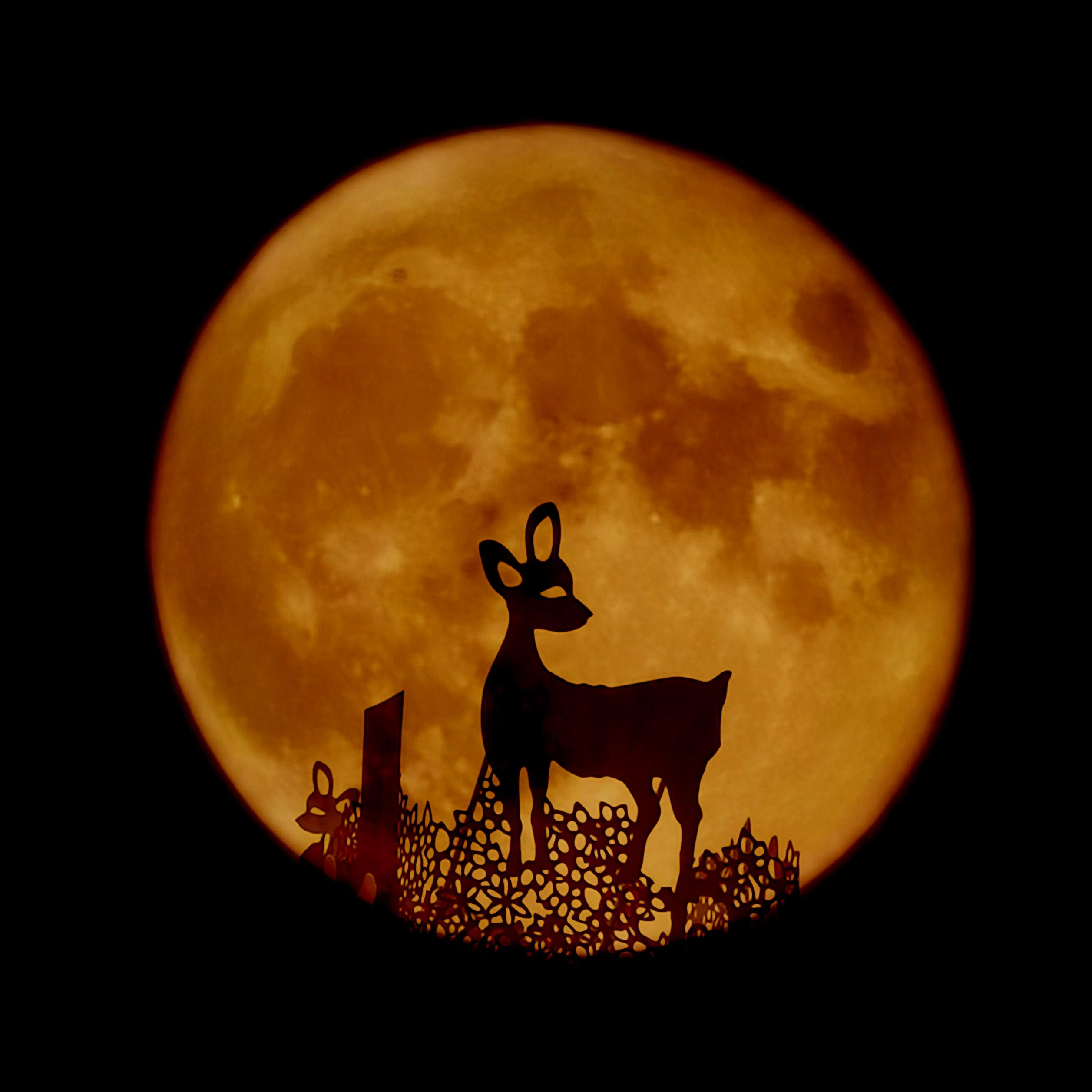 幸运大派送丨"最美月亮"来了!十位小粉丝快来领奖