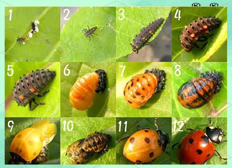 昆虫探秘:七星瓢虫的奥秘世界