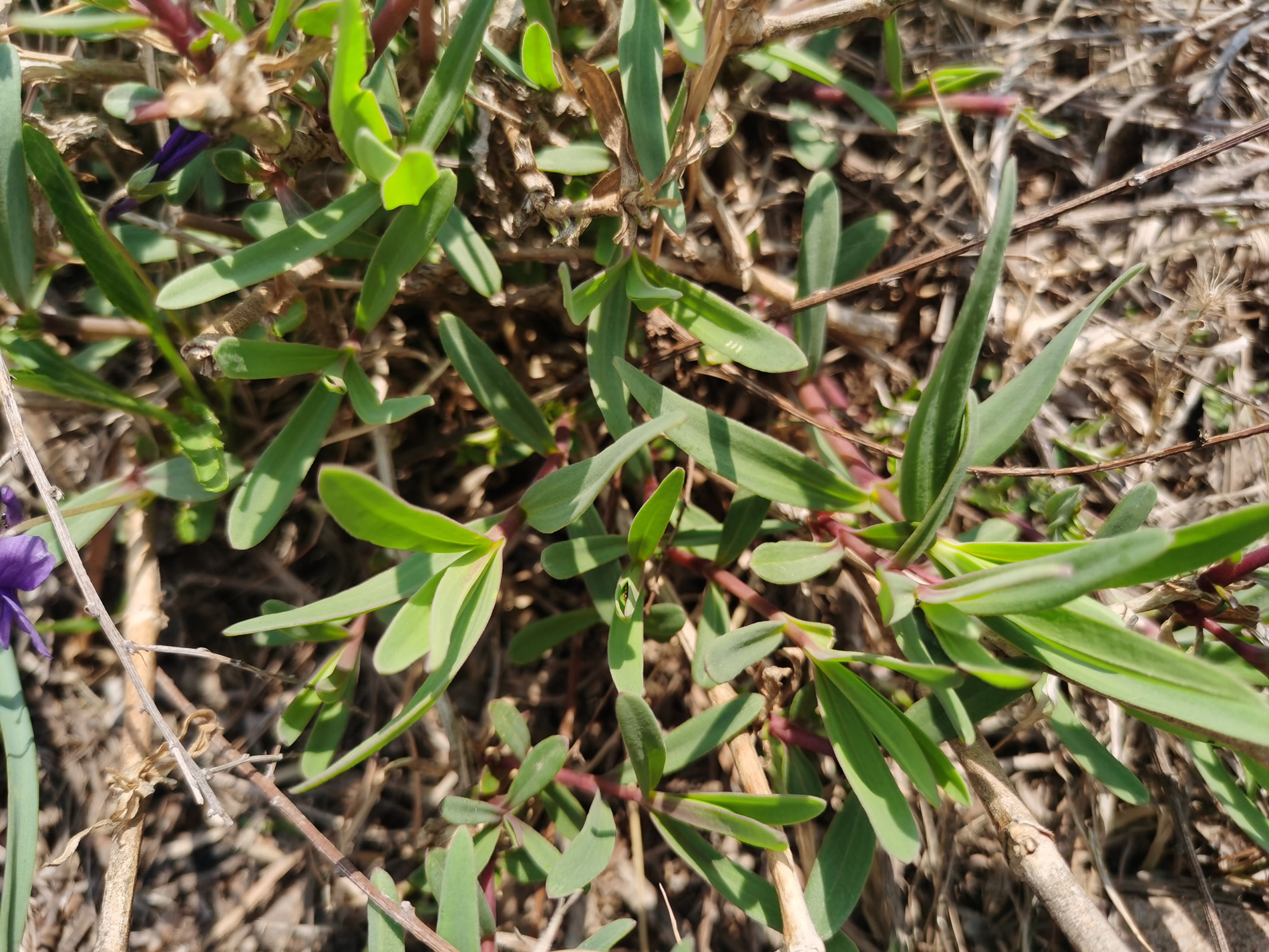 组图:在海阳乡村拍到一大片"山苜楂",学名"长蕊石头花"