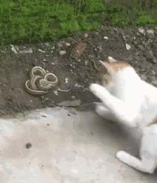 224_262gif 动态图 动图