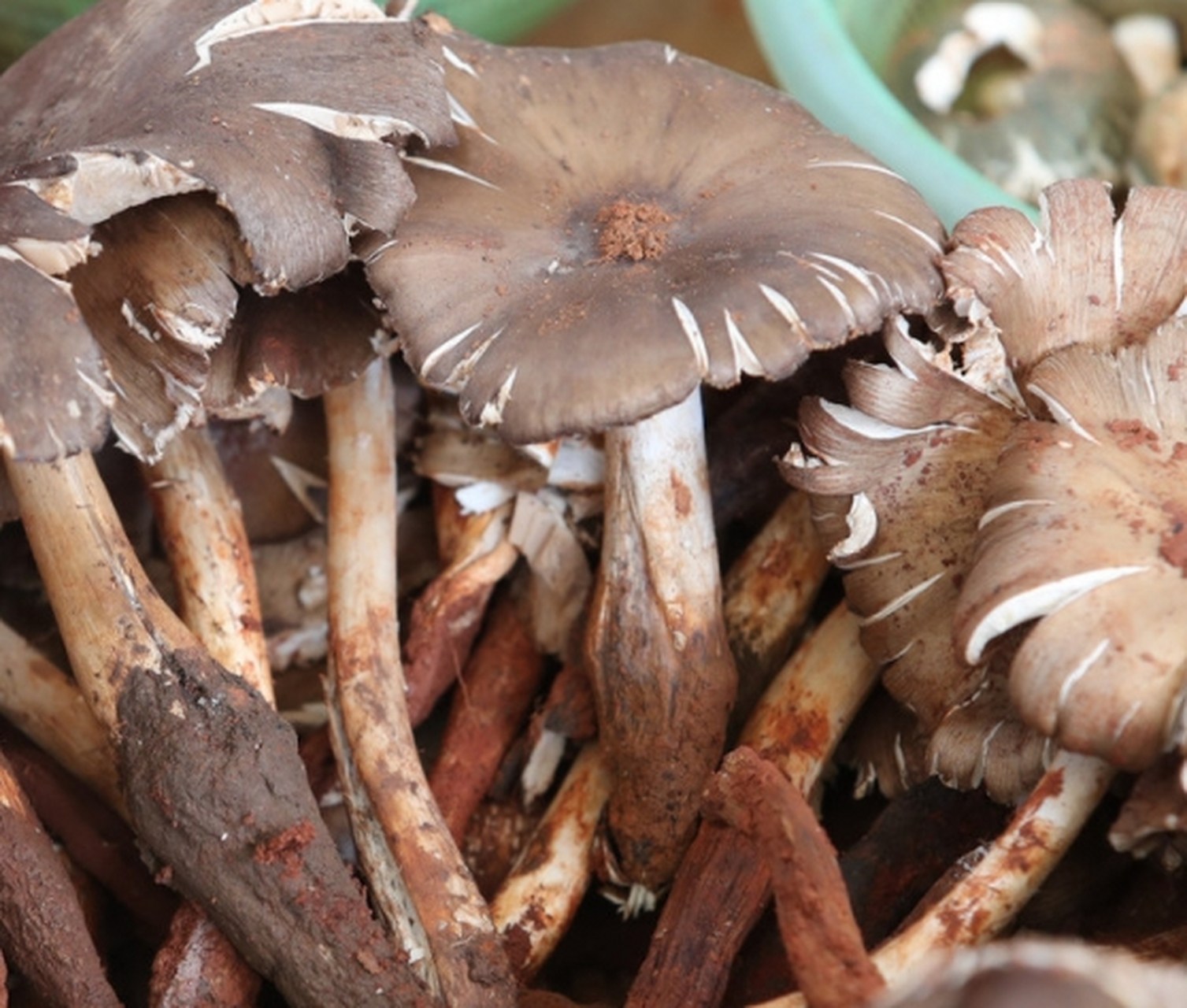 人工种植鸡枞菌已经得到广泛应用,可以满足市场需求,提高产量和品质