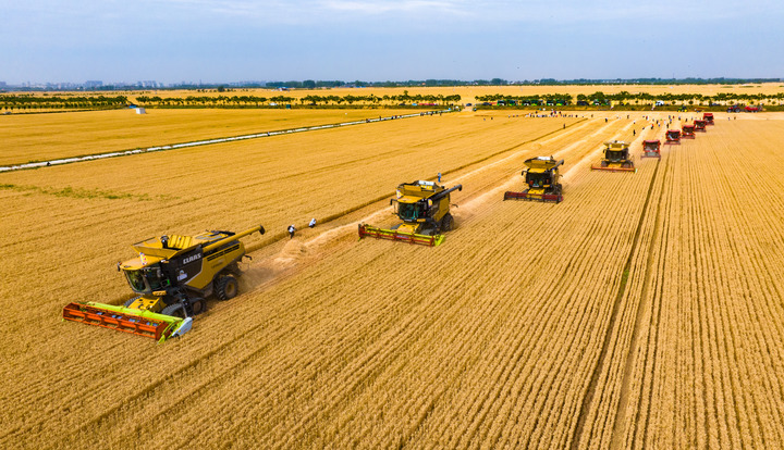 新华鲜报|端牢饭碗!全国"三夏"小麦机收任务基本完成