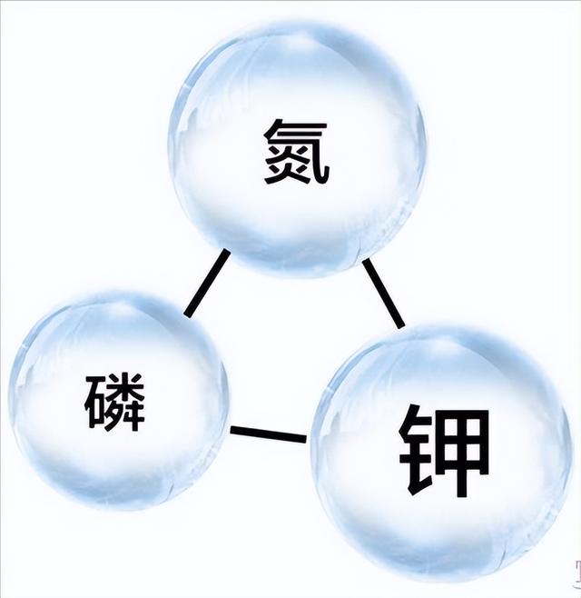 "庄稼一枝花,全靠肥当家"氮长叶,磷长果,钾肥不足全白瞎