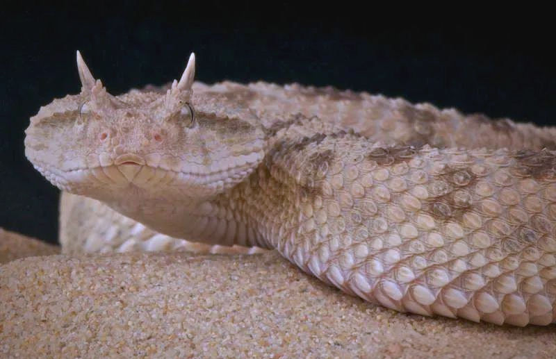 澳大利亚细鳞太攀蛇及其他毒蛇的毒性概述