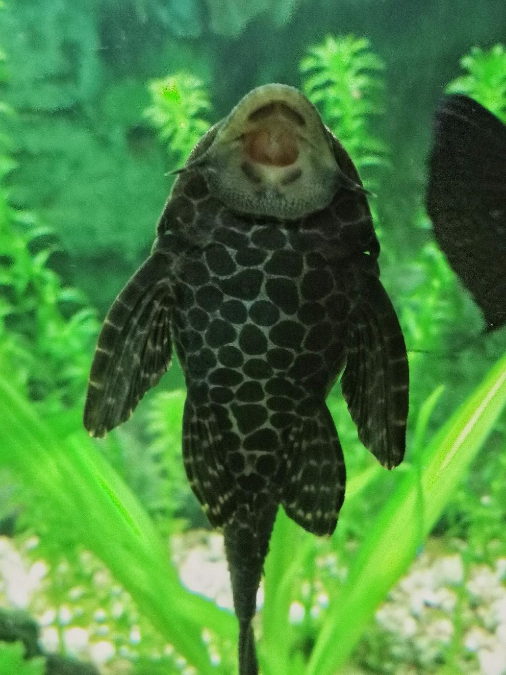 为什么我不待见清道夫鱼?它不会清洁,反而还会毁了你的鱼缸