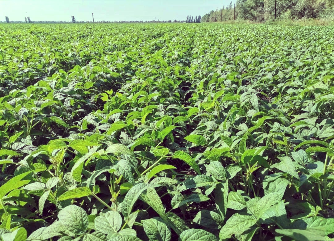 大豆绿色高质高效栽培技术详解