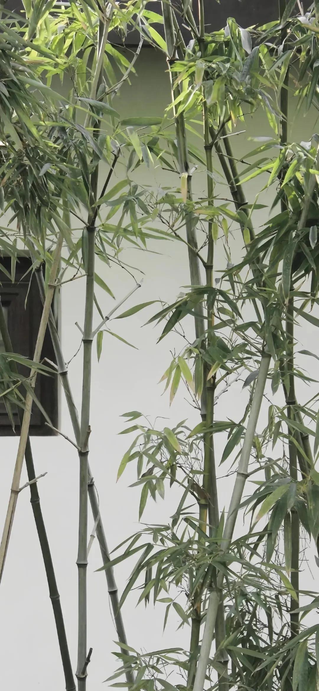 有意境的壁纸,花花世界,浮华人生,静默淡然,随遇而安