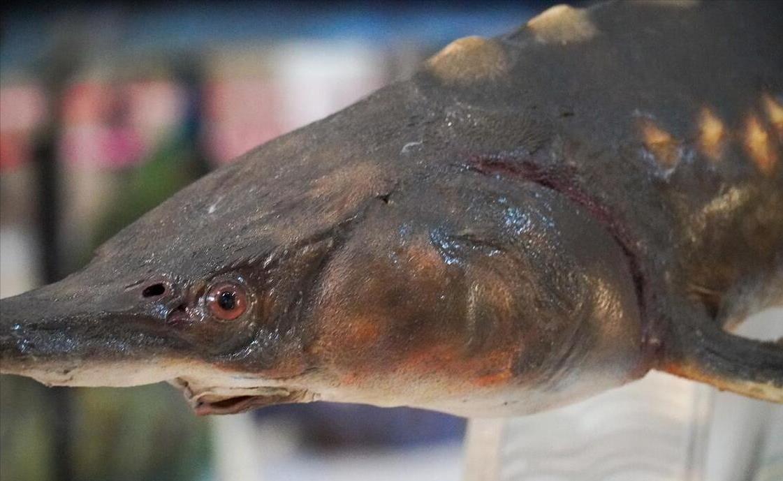 长江惊现巨型鱤鱼!十年禁渔成鱤鱼的"盛宴"?