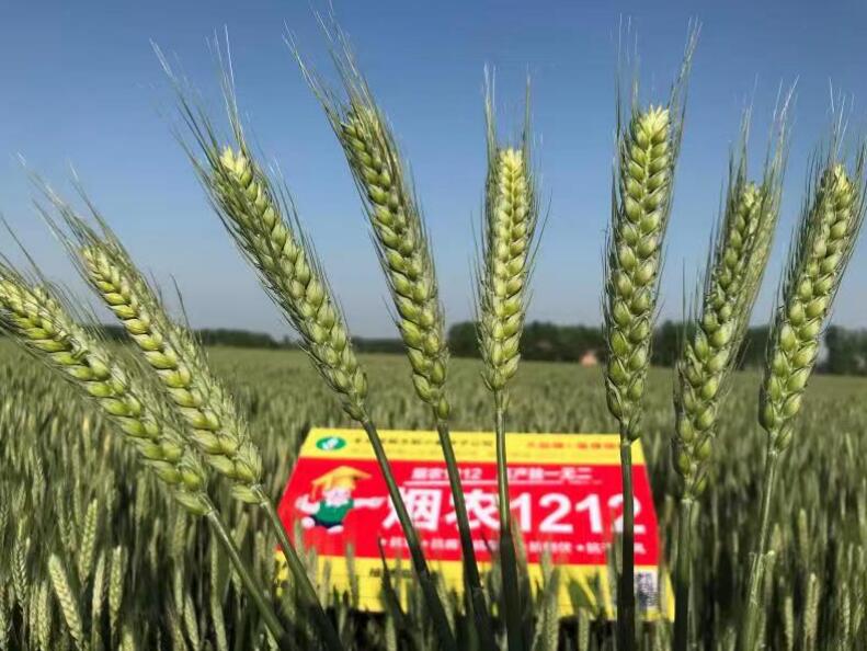 丰乐种业小麦新品种烟农1212入选2022年粮油生产主导品种