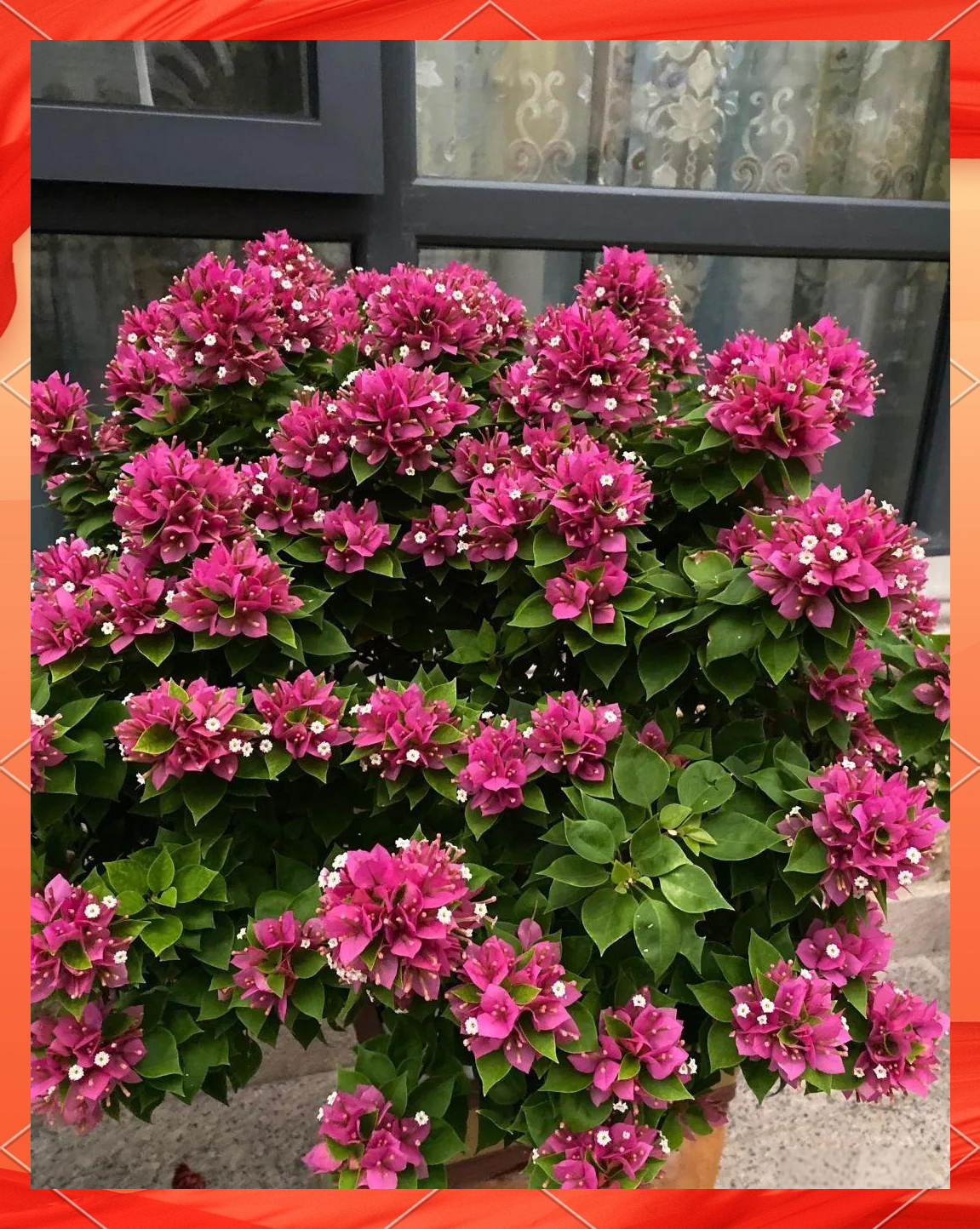 塔紫三角梅,尽管植株尺寸适中,但其观赏性却毫不逊色