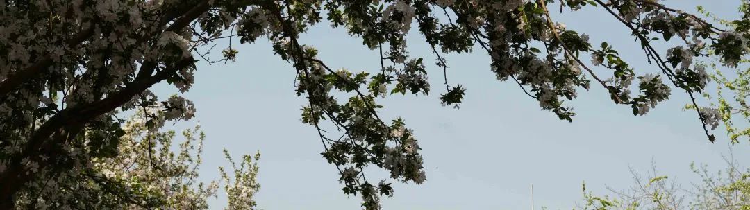 新早读被质疑造假她道歉了