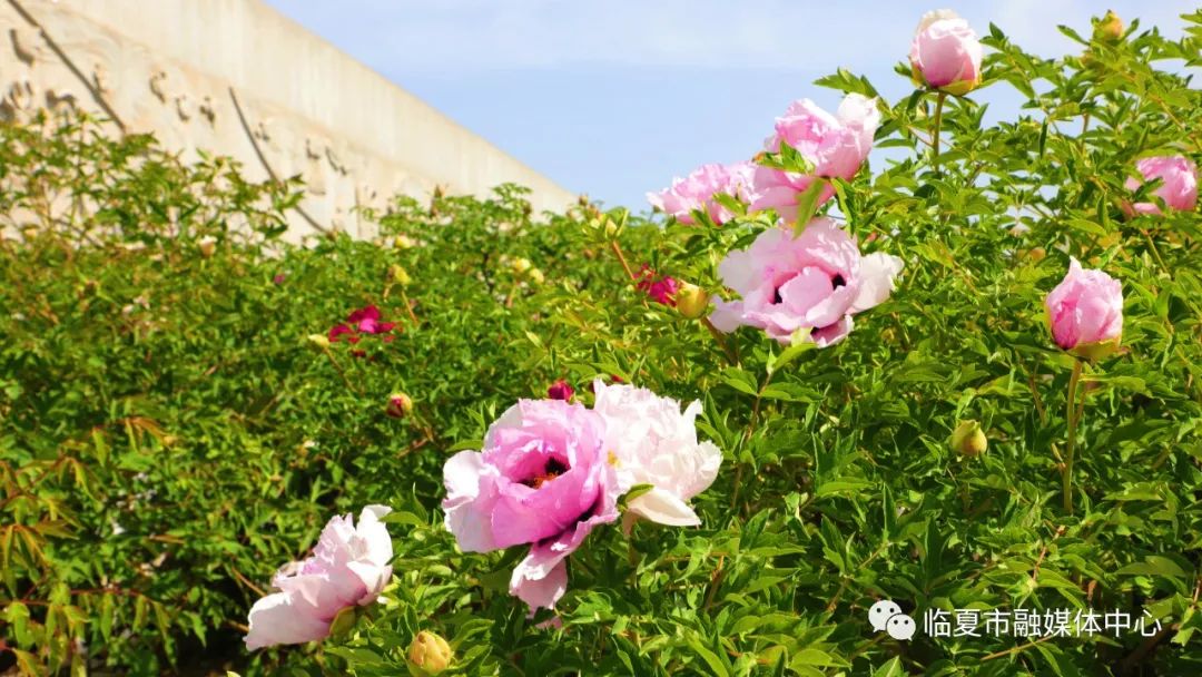 繁花璀璨!临夏市百里牡丹长廊香飘万里!