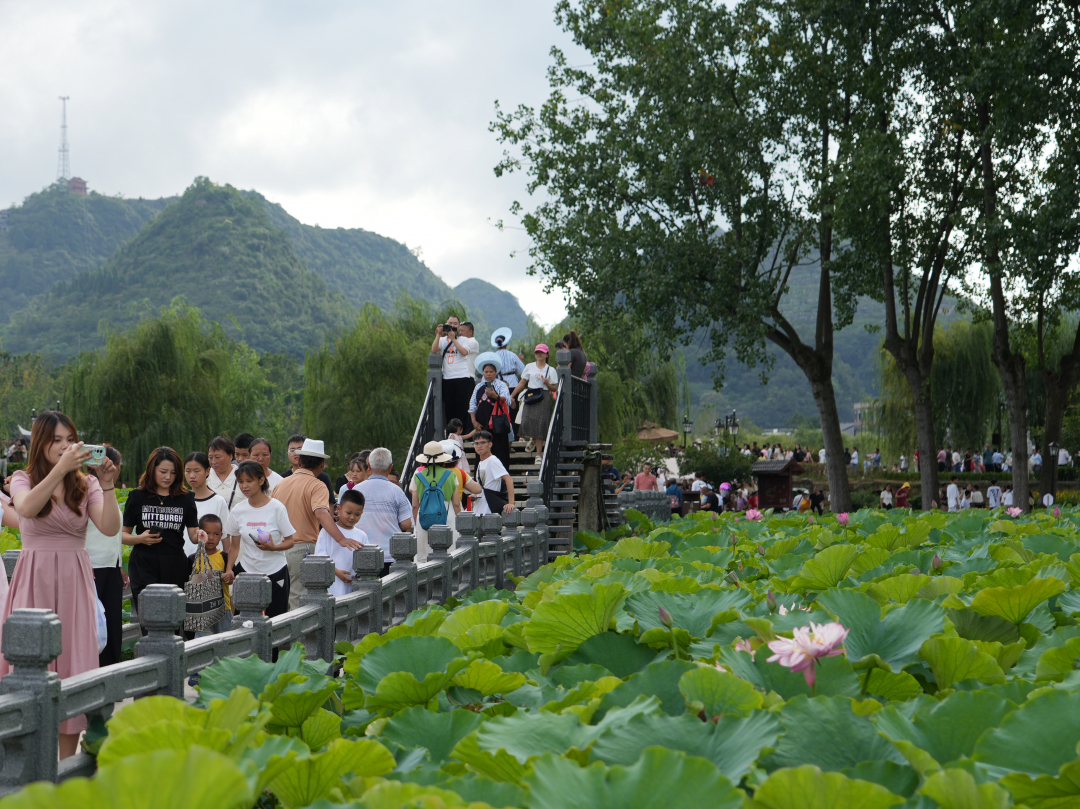 黔西南州安龙县:荷花开满地,人间好时节