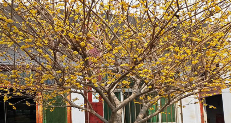 腊梅树夏天是什么样子