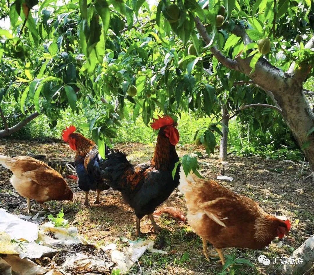 淄博人身边竟藏着一个世外桃源!看一眼便惊艳一年!