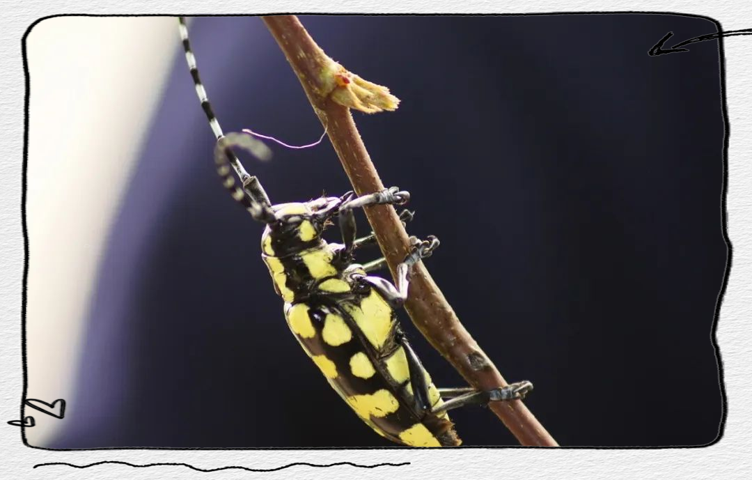 你或许不知道天牛的幼虫与成虫在形态上有着显著差异