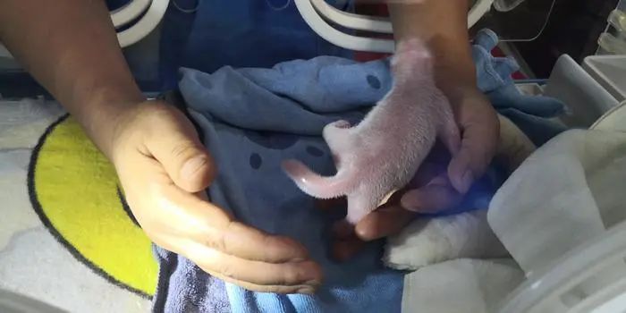 秦岭大熊猫再添丁!研究中心第一只人工繁育大熊猫楼生"升级"当姥姥啦