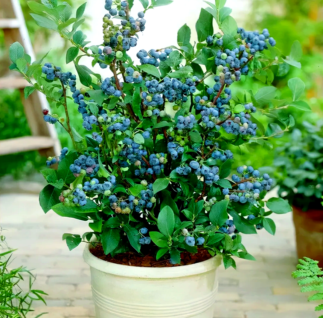 阳台种植蓝莓,轻松培育,果实丰富营养高