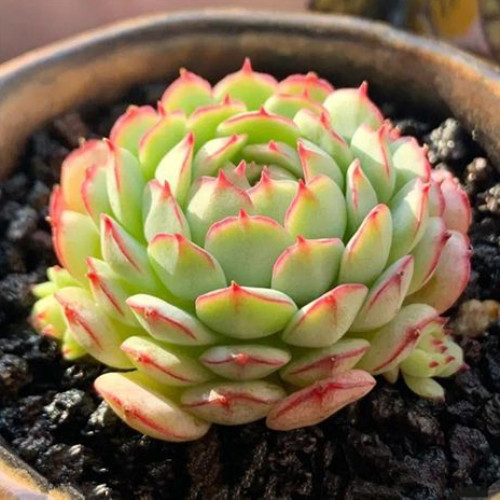 多肉品种:雨滴,纸风车,相府莲,小红船,香草比斯