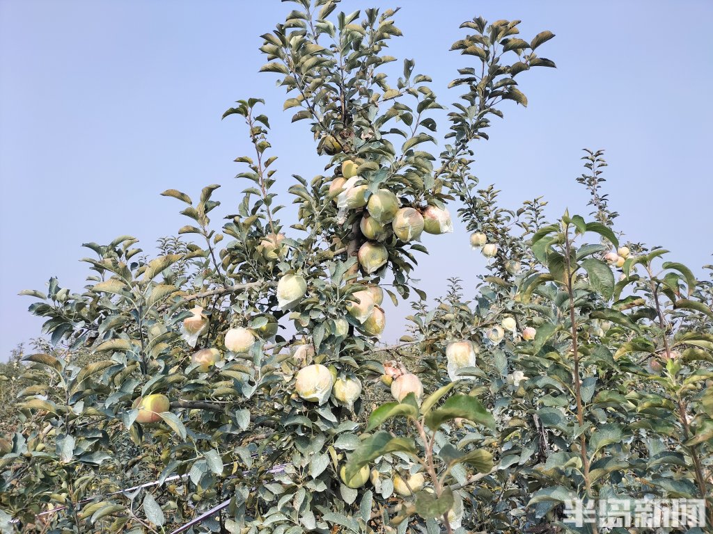 黄岛区宝山明月苹果图片