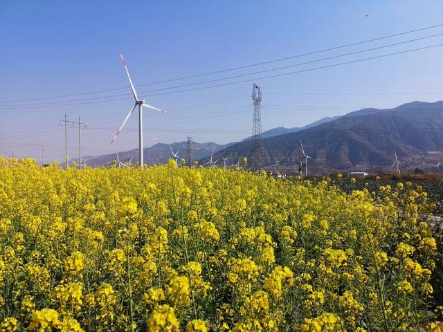 乡村旅游 遇见春天 西昌大田村400亩油菜花迎来盛花期!