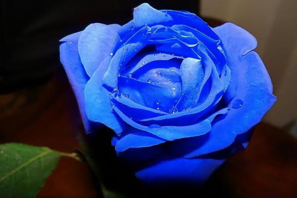 蓝玫瑰真实照片图片