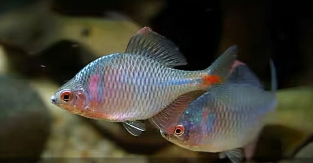 小型观赏鱼大全(二)