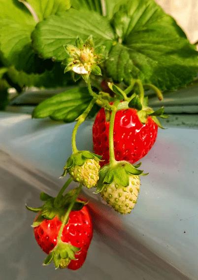 昌平兴寿镇:立足草莓强产业 连片带动镇域兴