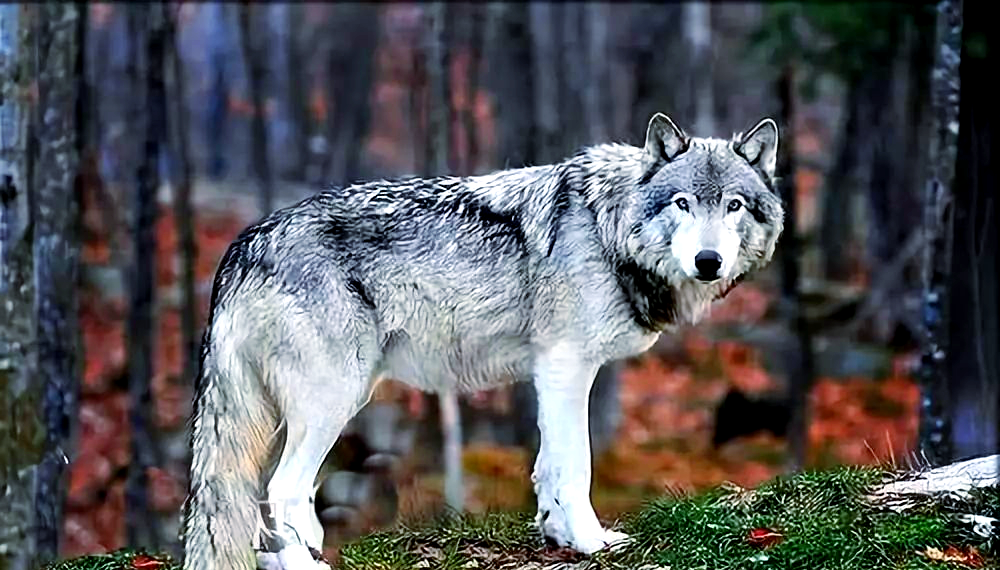 北美灰狼:自然中最大犬科动物的震撼真相