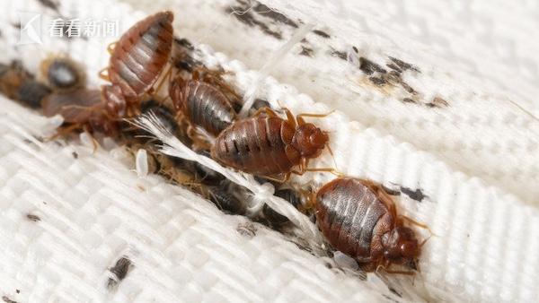 以人类血液为食!多国爆发床虱危机 已蔓延至亚洲