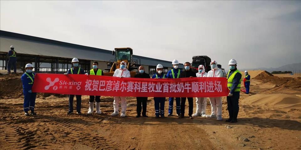 杭锦后旗生态乳业园区巴彦淖尔赛科星牧业有限公司奶牛场进牛啦