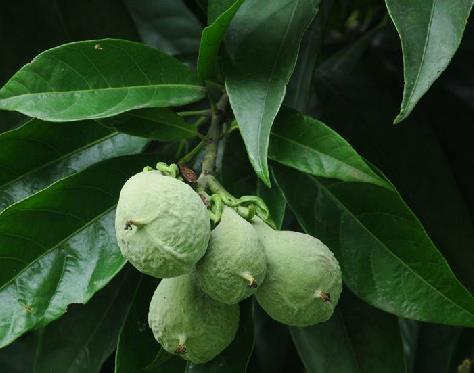 没有破茧的蝴蝶——蝴蝶果