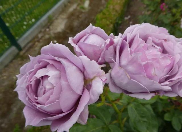 诺瓦利斯(novalis)