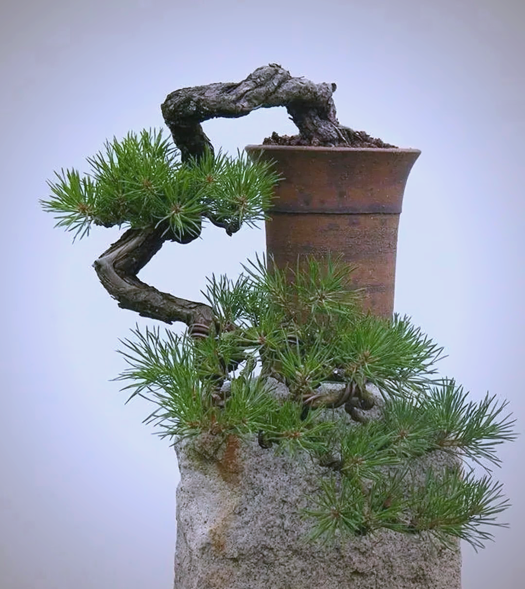 悬崖盆景的多样造型:探索"捞月式"的灵动之美