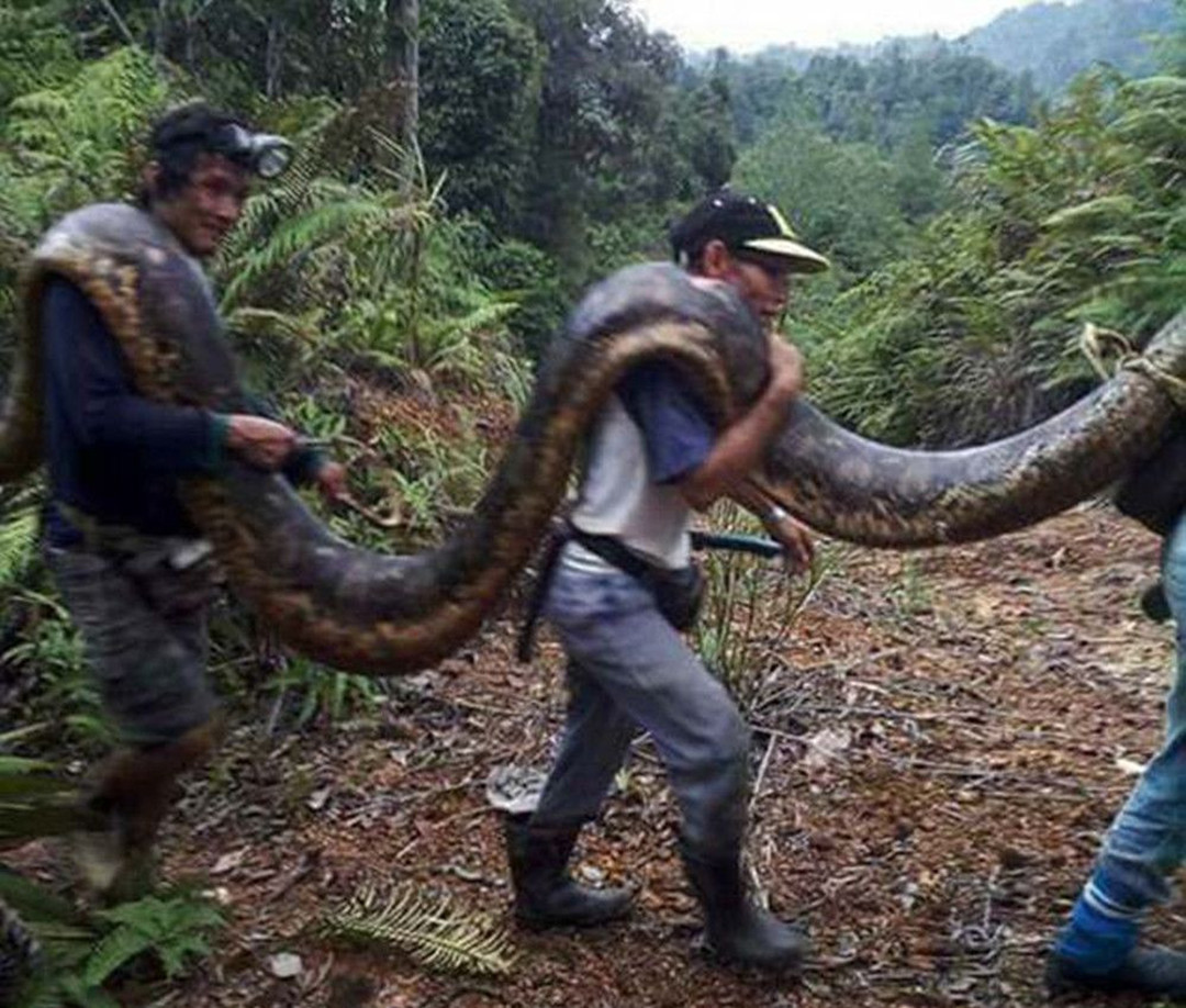 30000条大蛇难逢敌手,缅甸蟒在美国泛滥,全职猎人表示无能为力