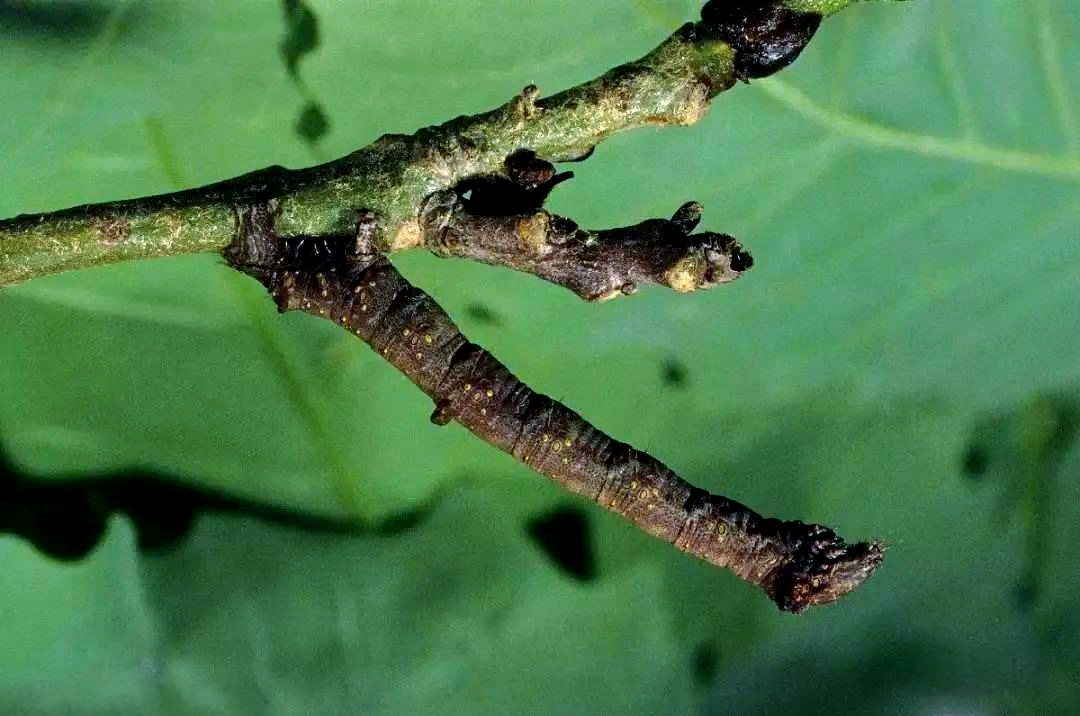 探索未知的昆虫世界