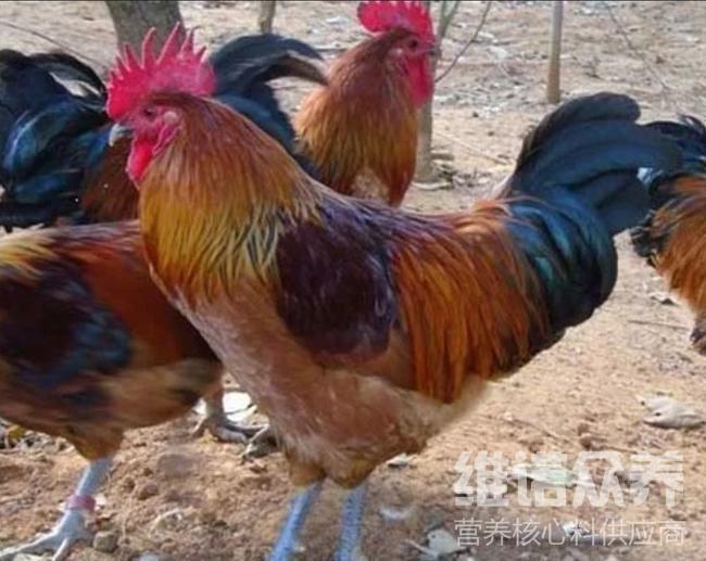 青腳麻雞的飼養方法和管理,青腳麻雞飼料養雞成本