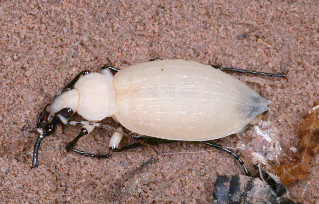 探秘拉步甲:昆虫世界中的独特生命